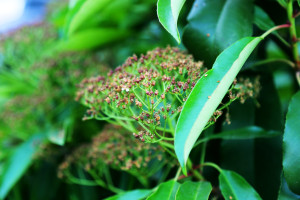 热血沸腾!多伦多人民的足球热情,2026世界杯是最佳证明 热血沸腾!多伦多人民的足球热情,2026世界杯是最佳证明